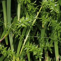 Asparagus gonoclados Baker